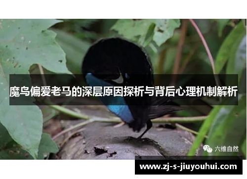 魔鸟偏爱老马的深层原因探析与背后心理机制解析